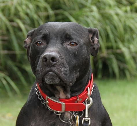 pitbull dog black